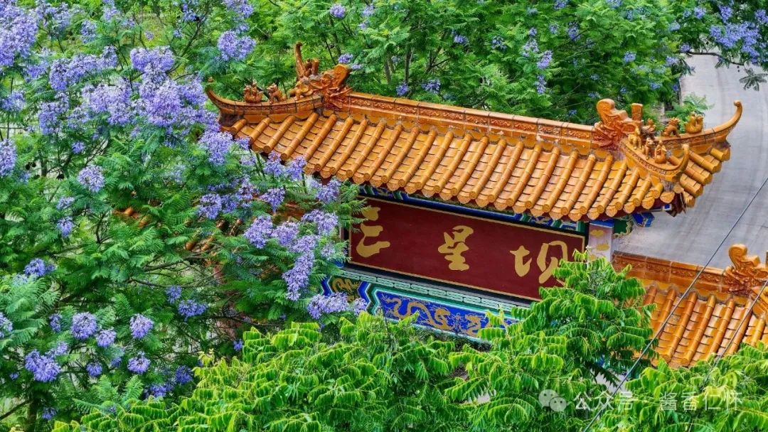 九仓河畔蓝花楹唯美绽放(图2) 九仓河畔蓝花楹唯美绽放(图2)