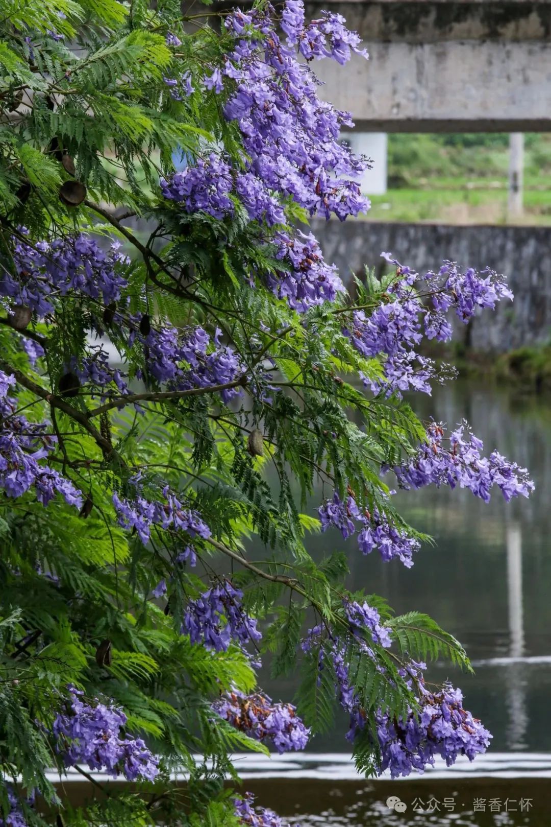 九仓河畔蓝花楹唯美绽放(图3) 九仓河畔蓝花楹唯美绽放(图3)