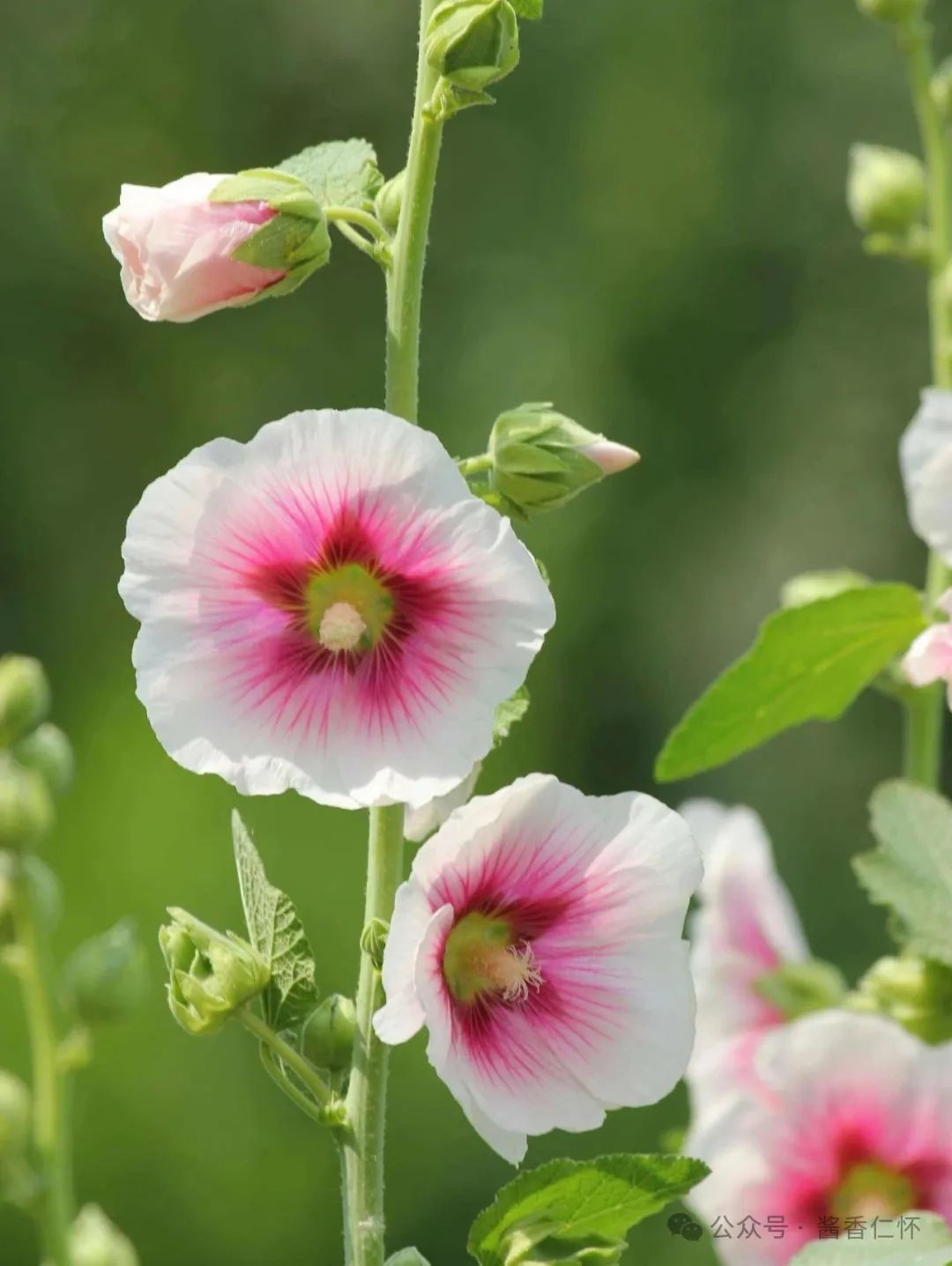 『仁怀物种』如今正是蜀葵时(图1) 『仁怀物种』如今正是蜀葵时(图1)