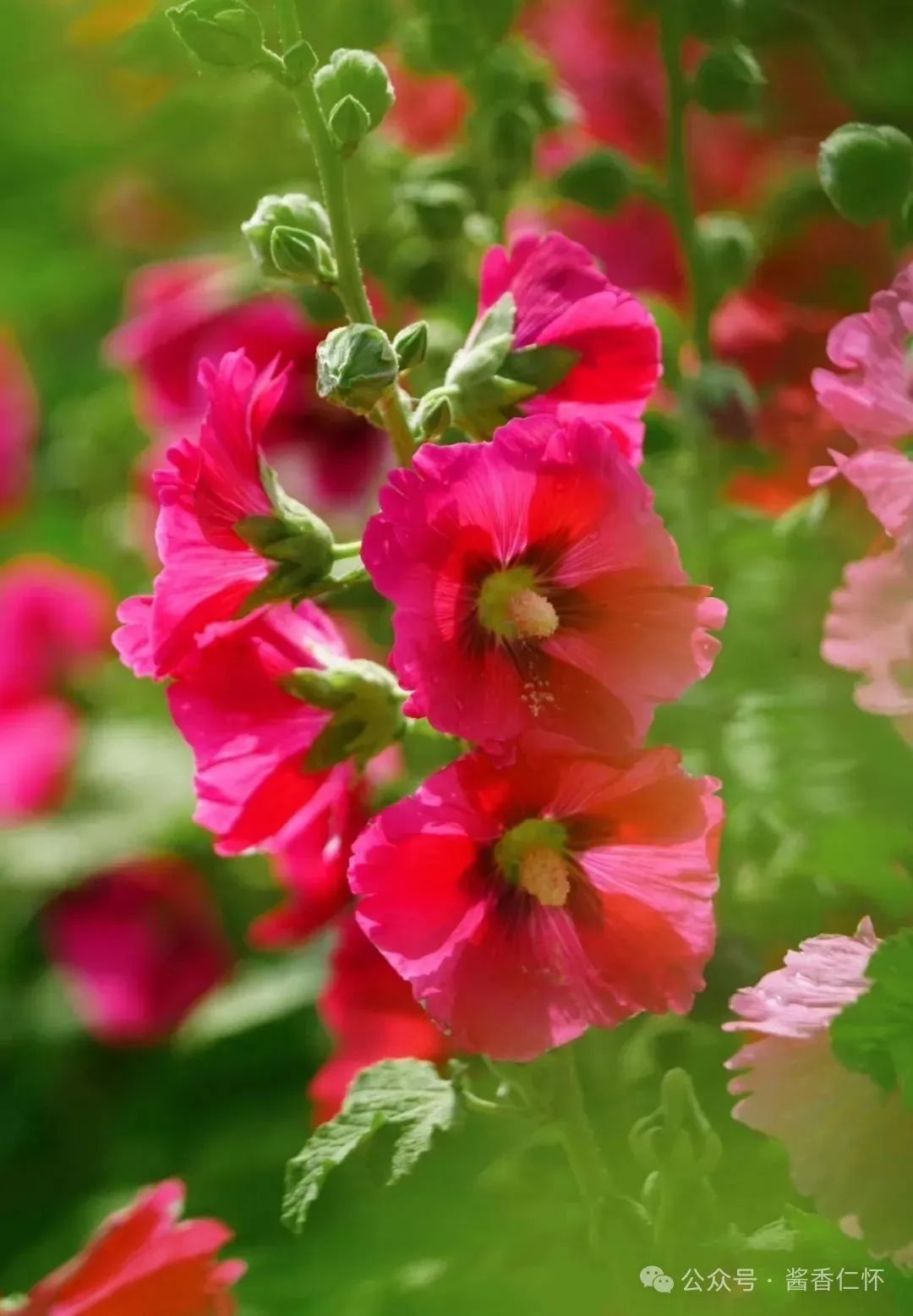 『仁怀物种』如今正是蜀葵时(图2) 『仁怀物种』如今正是蜀葵时(图2)