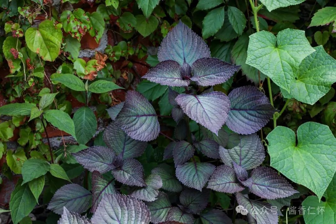 『仁怀物种』未妨无暑药,熟水紫苏香(图1) 『仁怀物种』未妨无暑药,熟水紫苏香(图1)
