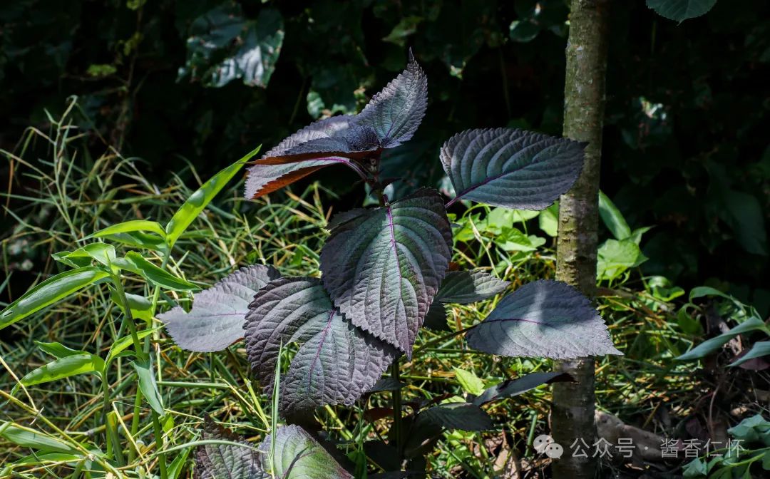 『仁怀物种』未妨无暑药,熟水紫苏香(图2) 『仁怀物种』未妨无暑药,熟水紫苏香(图2)