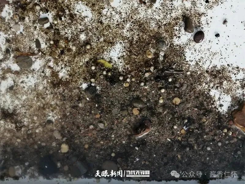 呼唤长江鲟归来!从野外灭绝到赤水河野外自然产卵孵化何以实现重生?(图1) 呼唤长江鲟归来!从野外灭绝到赤水河野外自然产卵孵化何以实现重生?(图1)