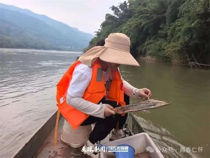 呼唤长江鲟归来!从野外灭绝到赤水河野外自然产卵孵化何以实现重生?(图4) 呼唤长江鲟归来!从野外灭绝到赤水河野外自然产卵孵化何以实现重生?(图4)