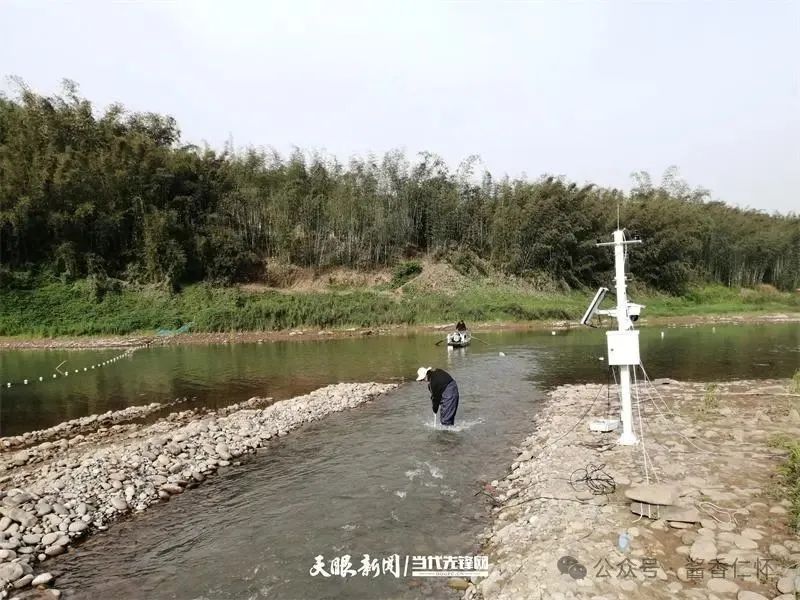 呼唤长江鲟归来!从野外灭绝到赤水河野外自然产卵孵化何以实现重生?(图7) 呼唤长江鲟归来!从野外灭绝到赤水河野外自然产卵孵化何以实现重生?(图7)