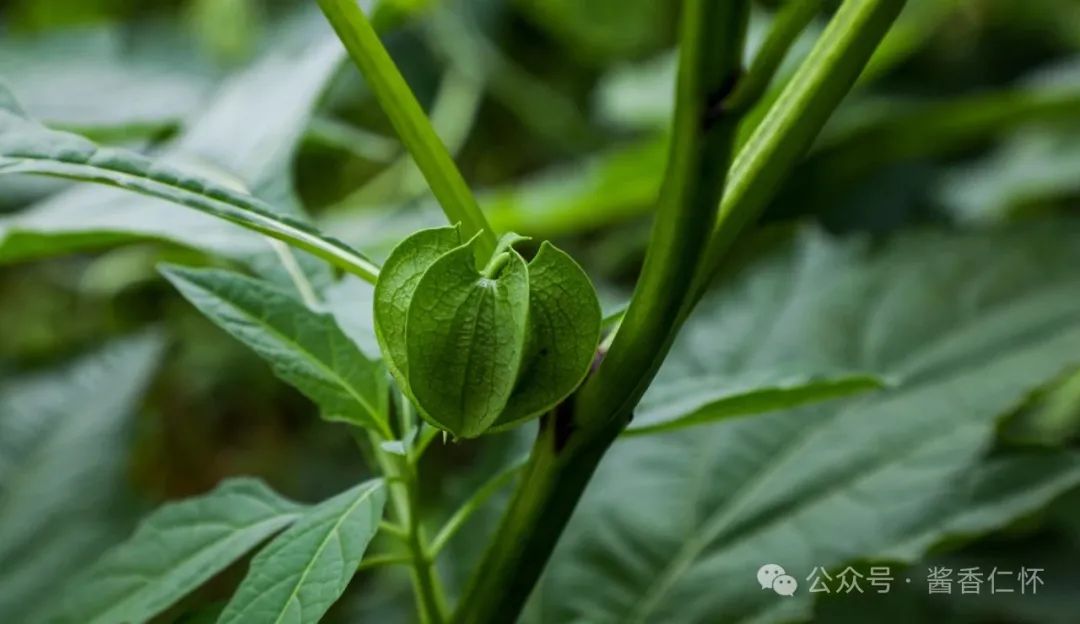 『仁怀物种』假酸浆:藏在果实里的夏天(图2) 『仁怀物种』假酸浆:藏在果实里的夏天(图2)