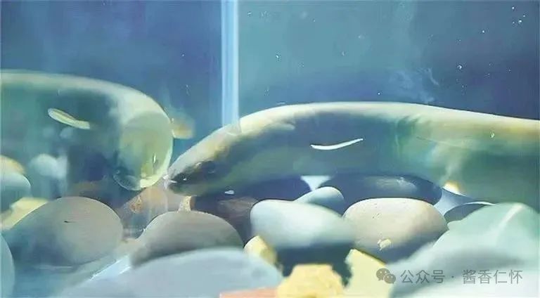 当一条鱼第二次游回赤水河(图3)