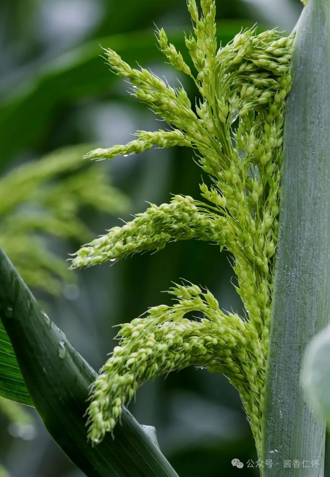 仁怀糯高粱抽穗扬花(图3) 仁怀糯高粱抽穗扬花(图3)