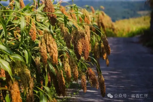遵义130万亩高粱丰收(图1) 遵义130万亩高粱丰收(图1)