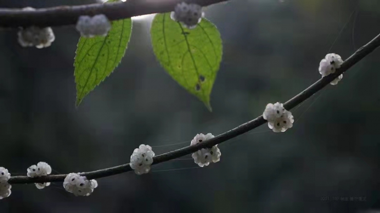 【专家看“四改”】||微生物学博士张春林：为酿酒微生物营造更适宜空间