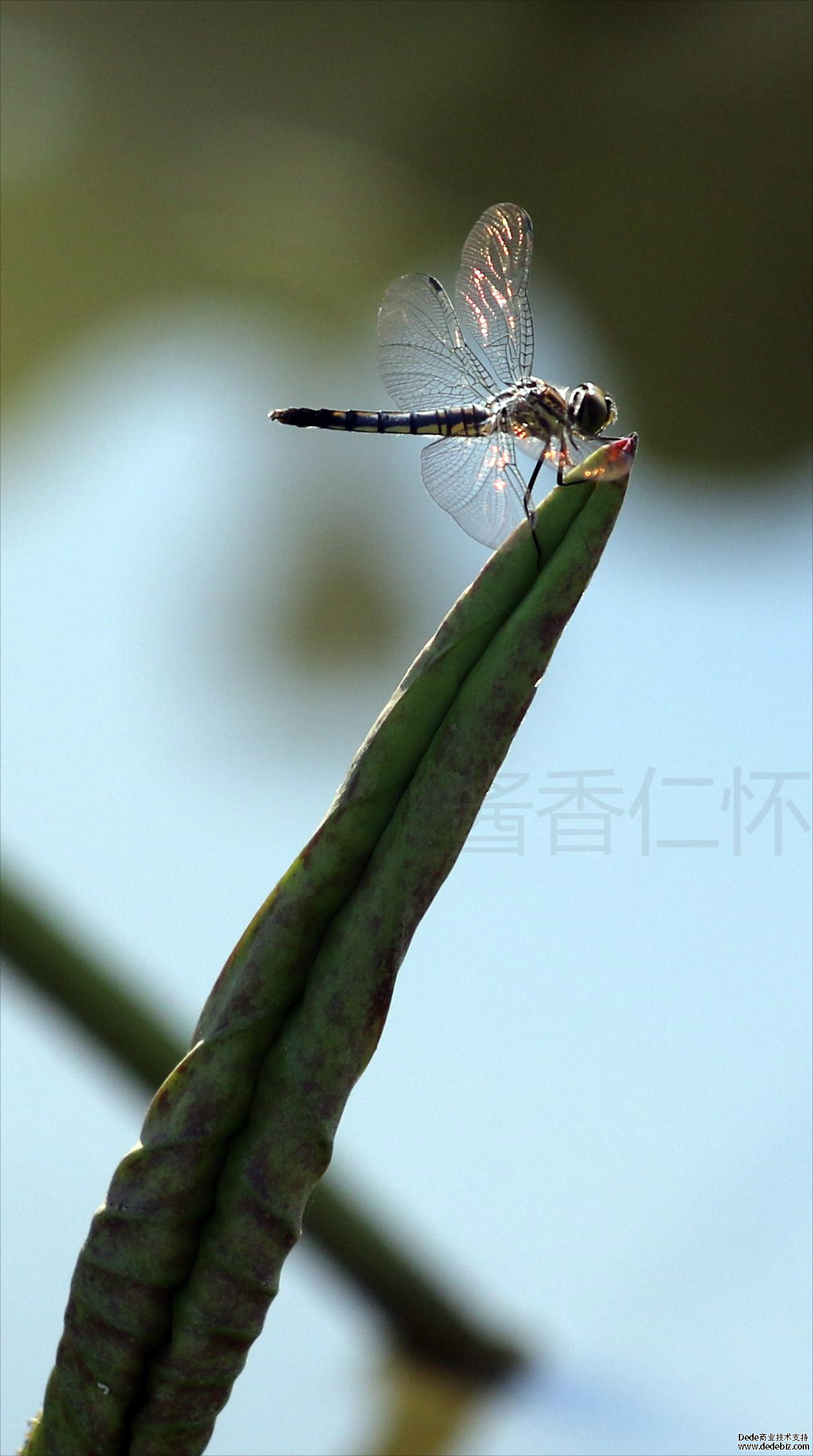 荷塘蜓趣(图9)