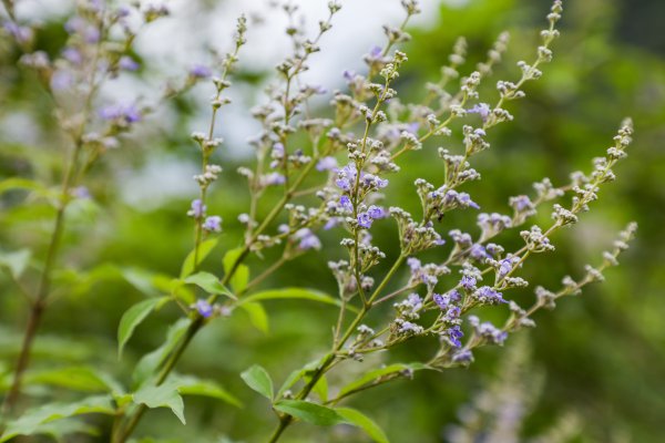 『仁怀物种』黄荆：多功能的古老植物