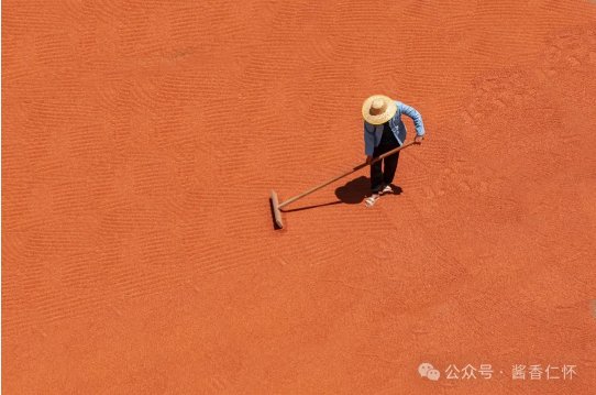 『仁怀物种』有种高粱“很仁怀”