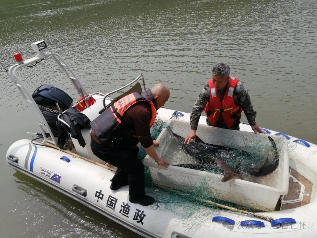 赤水河长江鲟自然繁殖试验取得成功(图1)