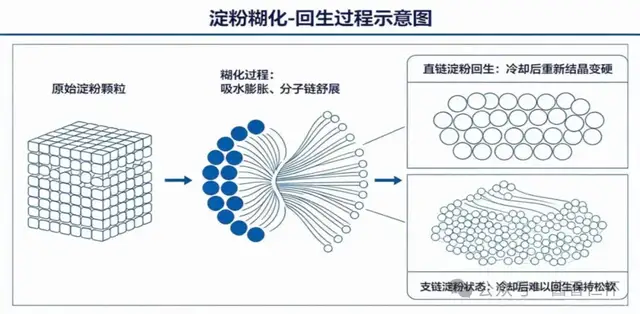 一粒高粱的“软实力”:红缨子淀粉的科学密码(图2) 一粒高粱的“软实力”:红缨子淀粉的科学密码(图2)