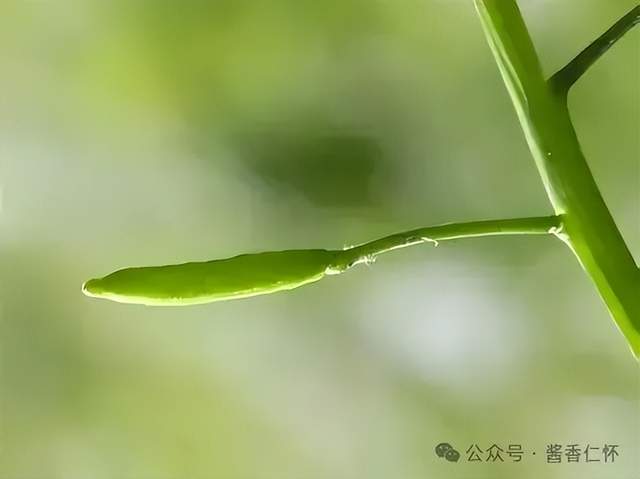 『仁怀物种』豆瓣菜——赤水河畔的“西洋客”(图3) 『仁怀物种』豆瓣菜——赤水河畔的“西洋客”(图3)